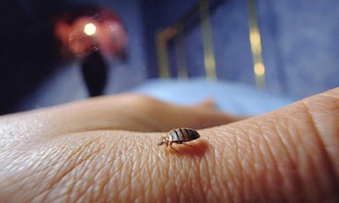 Κοιμάστε με… κοριούς πιο συχνά απ’ ότι νομίζετε – Πώς να απαλλαγείτε